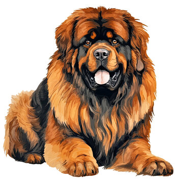 Illustration of Tibetan Mastiff Dog,  Mightly Taskmasters in white background.