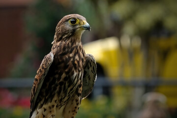 The common kestrel (Falco tinnunculus)