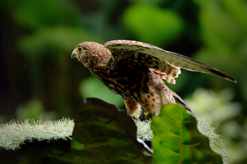 The common kestrel (Falco tinnunculus)