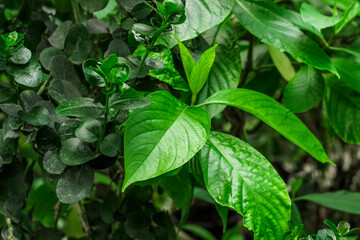 Lalot tropical leaves in the forest close-up