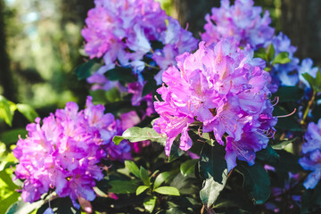 Plant bush purple rhododendron close up