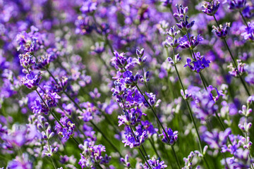 Purple lavender bushes close up