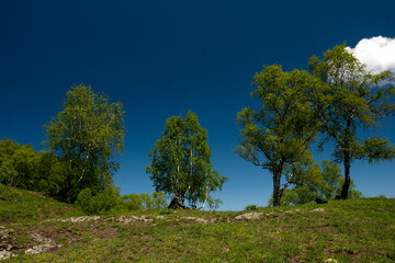 Green hillside with scattered trees and blue sky.