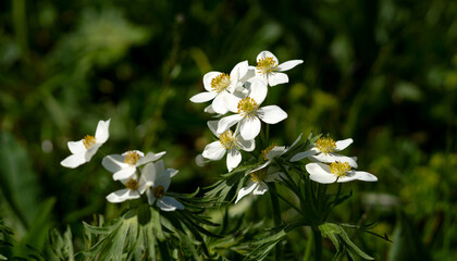 Cluster of white wildflowers with yellow centers.