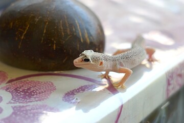 Leopard Gecko