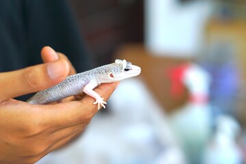 Leopard Gecko