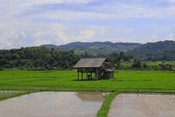 Wooden huts surround lush rice fields, reflecting the clear sky.