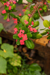 Red flowers of a euphorbia milii image