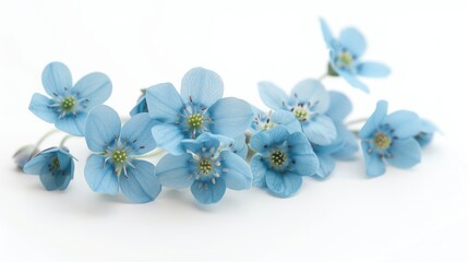 Obraz premium Cyan Forget me not Flowers Macro Shot on White Background Symbolizing True Love