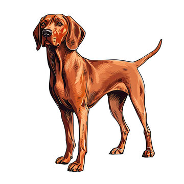 Illustration of Redbone Coonhound Dog, Hound Group Dogs in a White Background