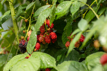 close-up image of blackberries after rain