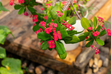 Red flowers of a euphorbia milii image