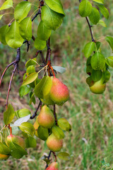 Pears on the tree after rain image