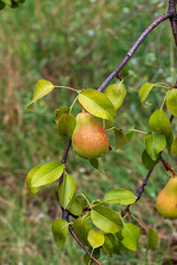 Pears on the tree after rain image