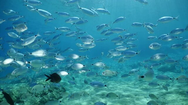 fish scenery underwater underwater mediterranean sea sun shine relaxing ocean scenery sea breams