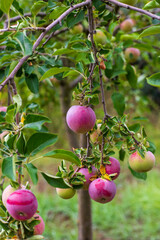 close up of red apples on tree