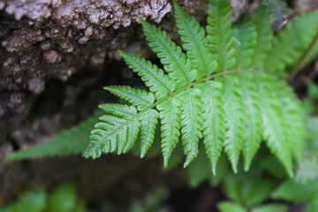 Portrait of Phegopteris connectilis, long beech fern