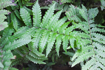Portrait of Phegopteris connectilis (long beech fern)