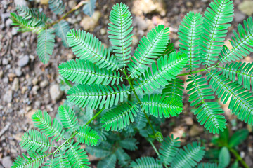 portrait of the embarrassed Princess plant ( putri malu ) or Mimosa pudica