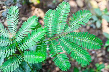 portrait of the embarrassed Princess plant ( putri malu ) or Mimosa pudica