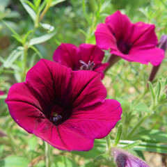 Fototapeta premium 日本で夏にペチュニアがカラフルな花を咲かせています