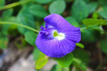 butterfly pea flower (blue pea, bluebellvine, cordofan pea, clitoria ternatea) with green leaves
