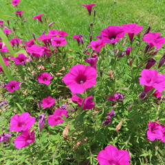日本で夏にペチュニアがカラフルな花を咲かせています