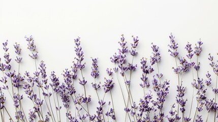 Obraz premium Dried lavender flowers on white backdrop