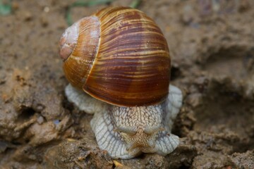 snail 