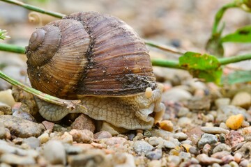 snail on a leaf