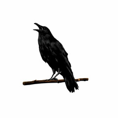Crow image Black crow isolated on white background Vector 