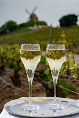 Tasting of brut champagne sparkling wine outdoor with view on pinot noir gran cru vineyards of famous champagne houses in Montagne de Reims by Verzenay, Champagne, France