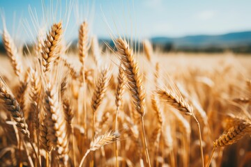 Fototapeta premium Tranquil panoramic view of a golden wheat field border in a picturesque rural landscape