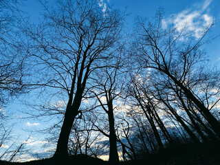 Mystical Forest: Bare Trees Silhouetted Against a Twilight Sky in Kingston