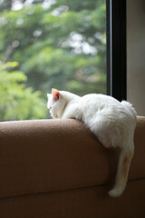 White cat resting on the sofa