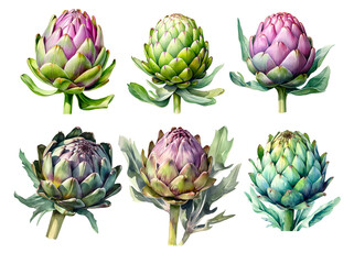 Obraz premium set of artichoke isolated on white