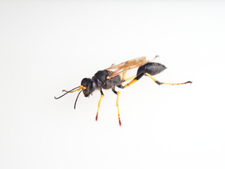 Black and yellow mud dauber. Thread-waisted Wasp. Sceliphron.