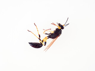 Black and yellow mud dauber. Thread-waisted Wasp. Sceliphron.