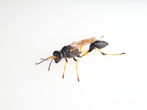 Black and yellow mud dauber. Thread-waisted Wasp. Sceliphron.