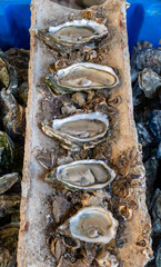 Plate with fresh live different sizes oysters in market hall to eat for lunch from oyster-farming...