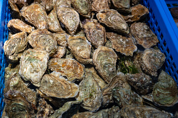 Fresh live different sizes oysters in market hall ready to be eaten for lunch from oyster-farming village, Arcachon bay, Gujan-Mestras, Bordeaux, France