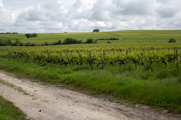 Summer on vineyards of Cognac white wine region, Charente, white ugni blanc grape uses for Cognac...