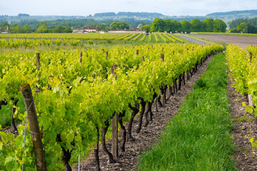 Summer on vineyards of Cognac white wine region, Charente, white ugni blanc grape uses for Cognac...