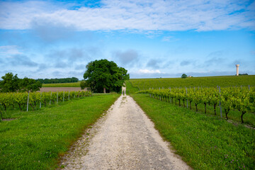 Summer on vineyards of Cognac white wine region, Charente, white ugni blanc grape uses for Cognac strong spirits distillation, France, Grand Champagne region