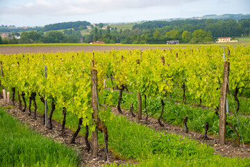 Summer on vineyards of Cognac white wine region, Charente, white ugni blanc grape uses for Cognac...