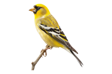 Photo of American goldfinch isolated on transparent background