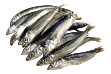 Photo of Anchovies isolated on transparent background
