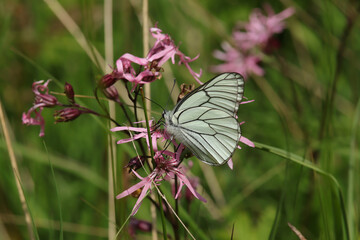 Gazé --- Piéride de l'aubépine (Aporia crataegi)
Aporia crataegi in its natural element
