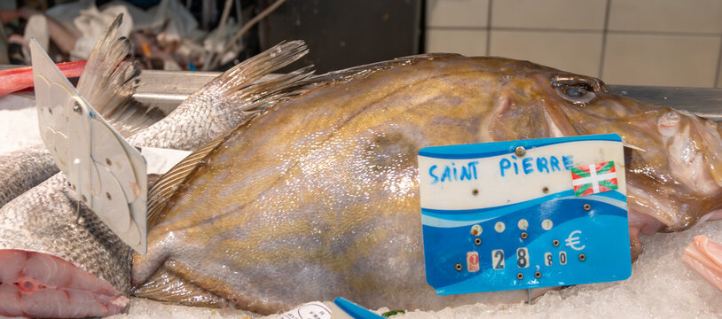 Most delicious fish John Dory, St Pierre or Peter's fish, catch of the day on fish market, Basque Country, France, close up.
