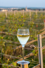 Tasting of grand cru sparkling brut white wine champagne on sunny vineyards of Cote des Blancs in village Cramant, Champagne, France, glass of wine on vineyard